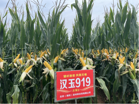 種業(yè)4.png 種業(yè)4.png